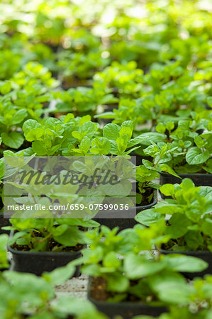 Mint Sprig on a White Background