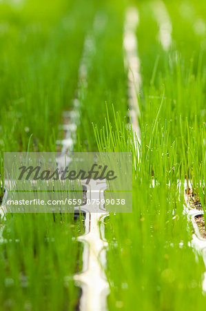 Chives Chives