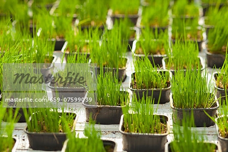 Young chives in black plastic pots