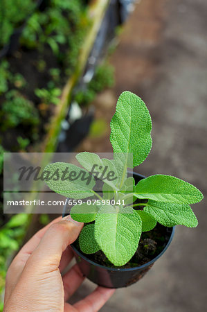 A young sage plant