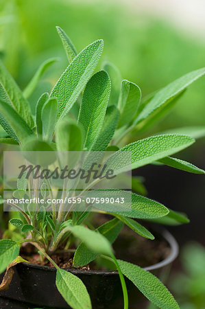 A sage plant in a plastic pot