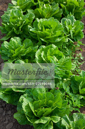 Romaine lettuce growing in the field