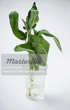 Fresh sage in a glass of water