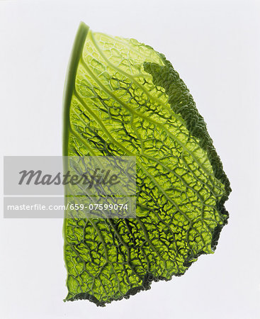 A leaf of savoy cabbage on a white surface