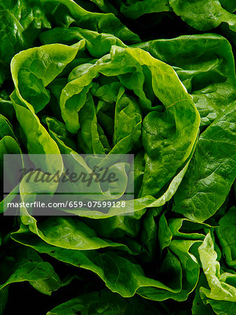 Fresh head of lettuce (Close up) Fresh head of lettuce (Close up)