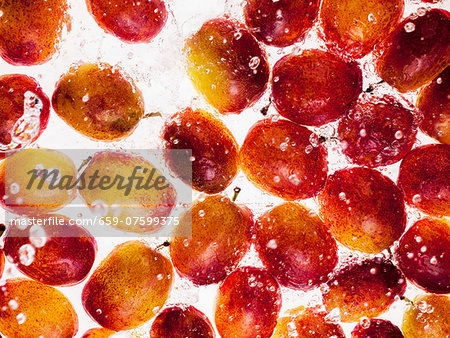 Mirabelle plums in water Mirabelle plums in water