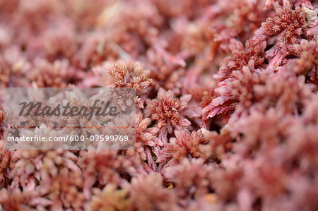 Close-up of Sphagnum moss (Sphagnum rubellum) in a forest in spring, Bavaria, Germany