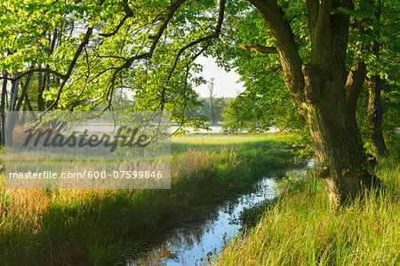 Trees in morning light, Nature Reserve Moenchbruch, Moerfelden-Walldorf, Hesse, Germany, Europe