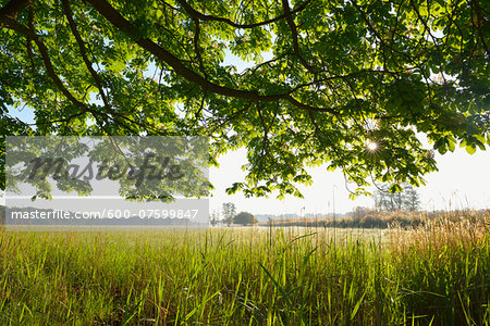 Branches of a chestnut tree and field, Nature Reserve Moenchbruch, Moerfelden-Walldorf, Hesse, Germany, Europe