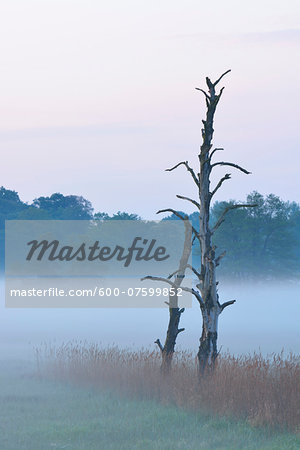 Dead tree in morning mist, Nature Reserve Moenchbruch, Moerfelden-Walldorf, Hesse, Germany, Europe