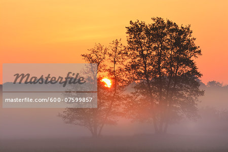 Trees (Black alder) in morning mist at sunrise, Nature Reserve Moenchbruch, Moerfelden-Walldorf, Hesse, Germany, Europe