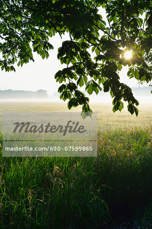 Branches of a chestnut tree and field in morning mist, Nature Reserve Moenchbruch, Moerfelden-Walldorf, Hesse, Germany, Europe