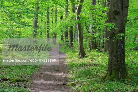 Path through Beech Forest, Hainich National Park, Thuringia, Germany, Europe Path through Beech Forest, Hainich National Park, Thuringia, Germany, Europe