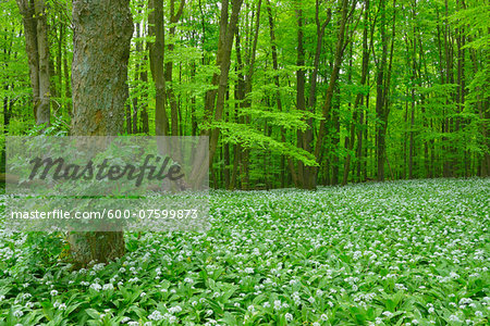 European Beech Forest (Fagus sylvatica) with Ramson (Allium ursinum), Hainich National Park, Thuringia, Germany, Europe