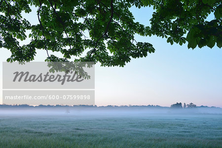 Chestnut tree branches and field in early morning, Nature Reserve Moenchbruch, Moerfelden-Walldorf, Hesse, Germany, Europe