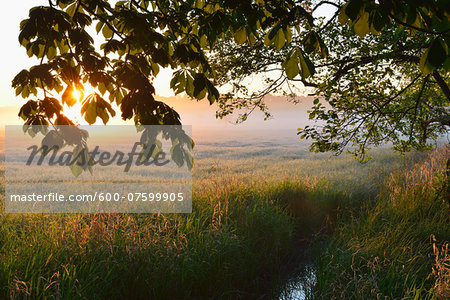 Trees branches and field at sunrise, Nature Reserve Moenchbruch, Moerfelden-Walldorf, Hesse, Germany, Europe