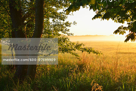 Trees and field at sunrise, Nature Reserve Moenchbruch, Moerfelden-Walldorf, Hesse, Germany, Europe