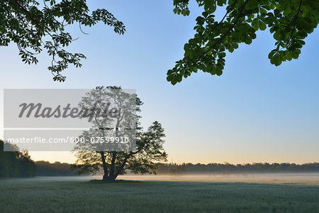 Tree (Black alder) in field in early morning, Nature Reserve Moenchbruch, Moerfelden-Walldorf, Hesse, Germany, Europe