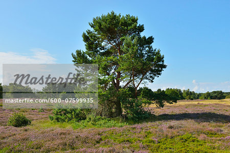 Dune Heath with Pine Tree in the Summer, Baltic Island of Hiddensee, Baltic Sea, Western Pomerania, Germany
