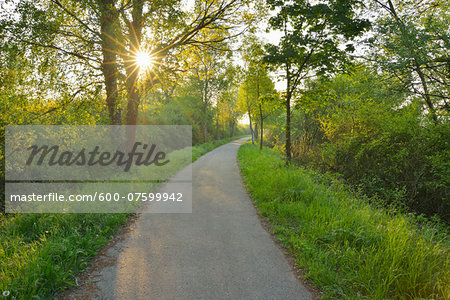 Path in the Morning with Sun, Spring, Mondfeld, Mainfranken, Franconia, Baden Wurttemberg, Germany