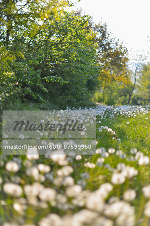 Meadow with Dandelion in the Spring, Baden Wurttemberg, Germany