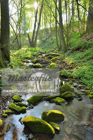 Forest Brook in the Spring, Boxtal, Baden Wurttemberg, Germany