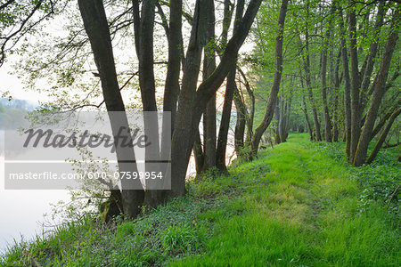 Path by the River Main in the Morning, Dorfprozelten, Spessart, Franconia, Bavaria, Germany