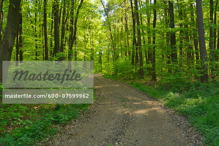 Forest Path in the Spring, Eichelsbach, Spessart, Franconia, Bavaria, Germany