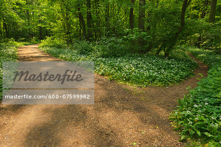 Forked Path with Blooming Wild Garlic, Spring, Bulau, Erlensee, Hanau, Hesse, Germany