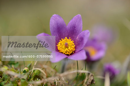 Close-up of a pasque flower (Pulsatilla vulgaris) blooming in a meadow in spring, Bavaria, Germany