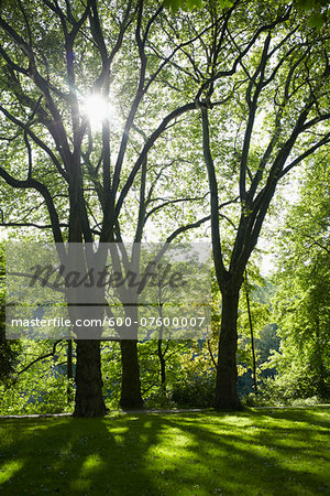 Trees in a park with sunlight in springtime, Germany