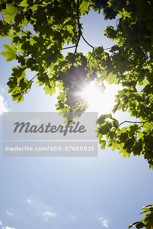 Low angle view of tree branches and blue sky with sun, Germany