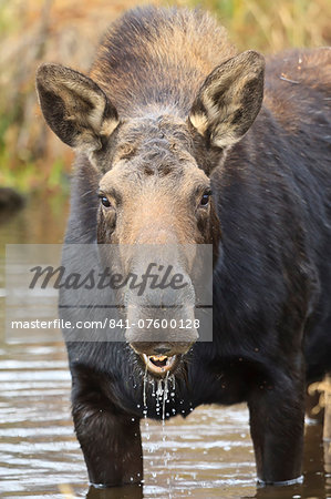 Moose (Alces alces) cow in pond breaks from filter feeding and stares at camera, Grand Teton National Park, Wyoming, United States of America, North America