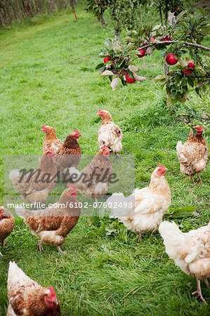 Hens next to an apple tree