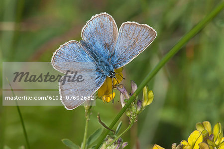 Amandas blue perching on flower, Sweden