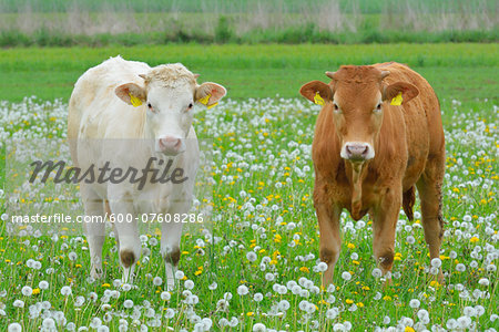 Cows in Meadow, Miltenberg, Bavaria, Germany, Europe