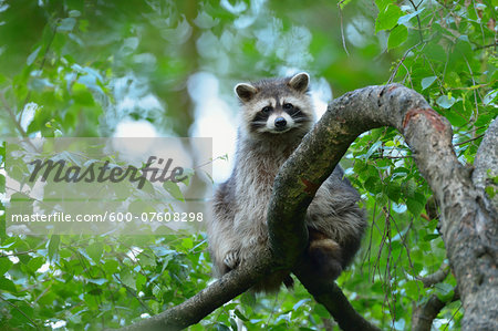 Portrait of Raccoon (Procyon lotor) in Tree, Hesse, Germany, Europe