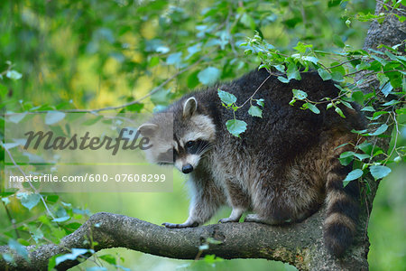 Close-up of Raccoon (Procyon lotor) in Tree, Hesse, Germany, Europe