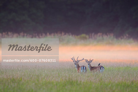 Fallow Deers (Cervus dama) in field in Summer, Hesse, Germany, Europe