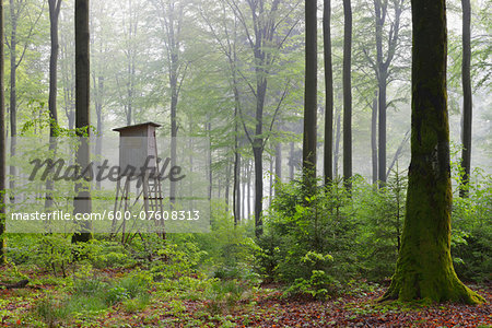Hunting Blind in Beech Forest, Spessart, Bavaria, Germany, Europe