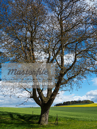 Tree with cornfields, Wesser Hills, North Rhine-Westphalia, Germany