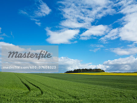 Corn fields in Weser Hills, North Rhine-Westphalia, Germany
