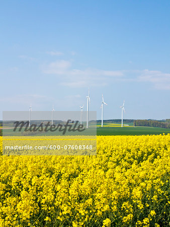 Wind turbines with canola field in foreground, Weser Hills, North Rhine-Westphalia, Germany