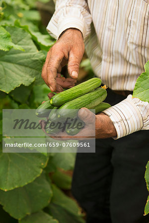 Hands holding freshly harvested cucumbers