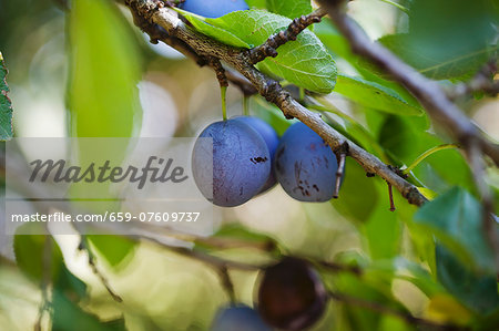 Plums on the tree (close-up)