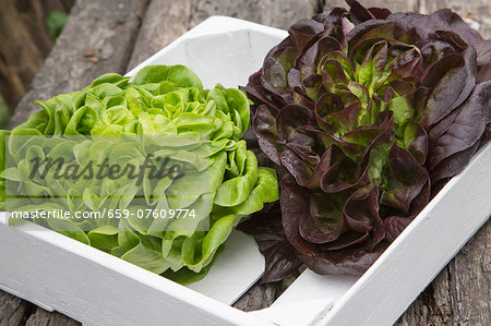 Red and green lettuce in a crate Red and green lettuce in a crate