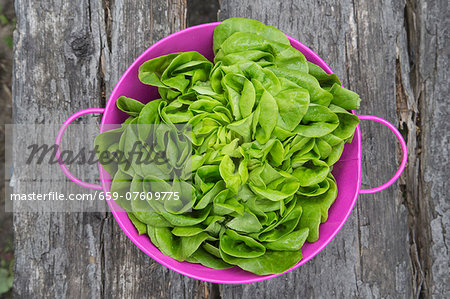 Fresh lettuce in a plastic basket