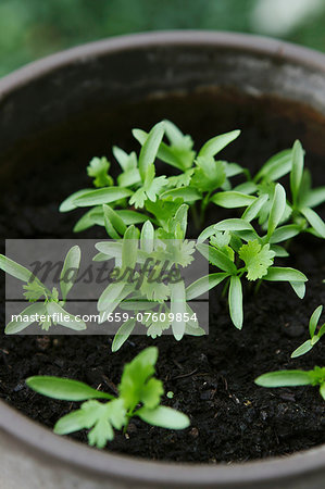 Coriander seedlings in a flower pot