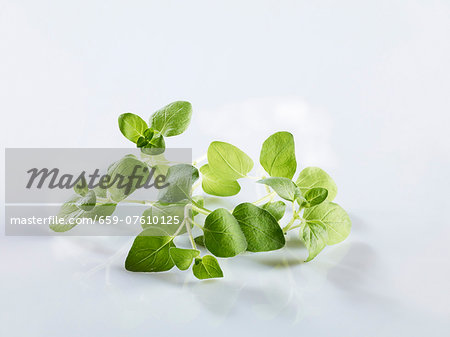 Fresh oregano Fresh oregano