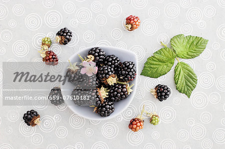 Blackberries with flowers and leaves Blackberries with flowers and leaves